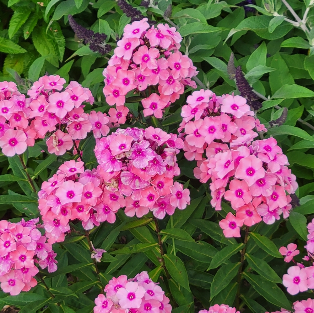 Meet your Posher, Judy